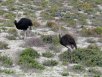Ostriches on Robben Island